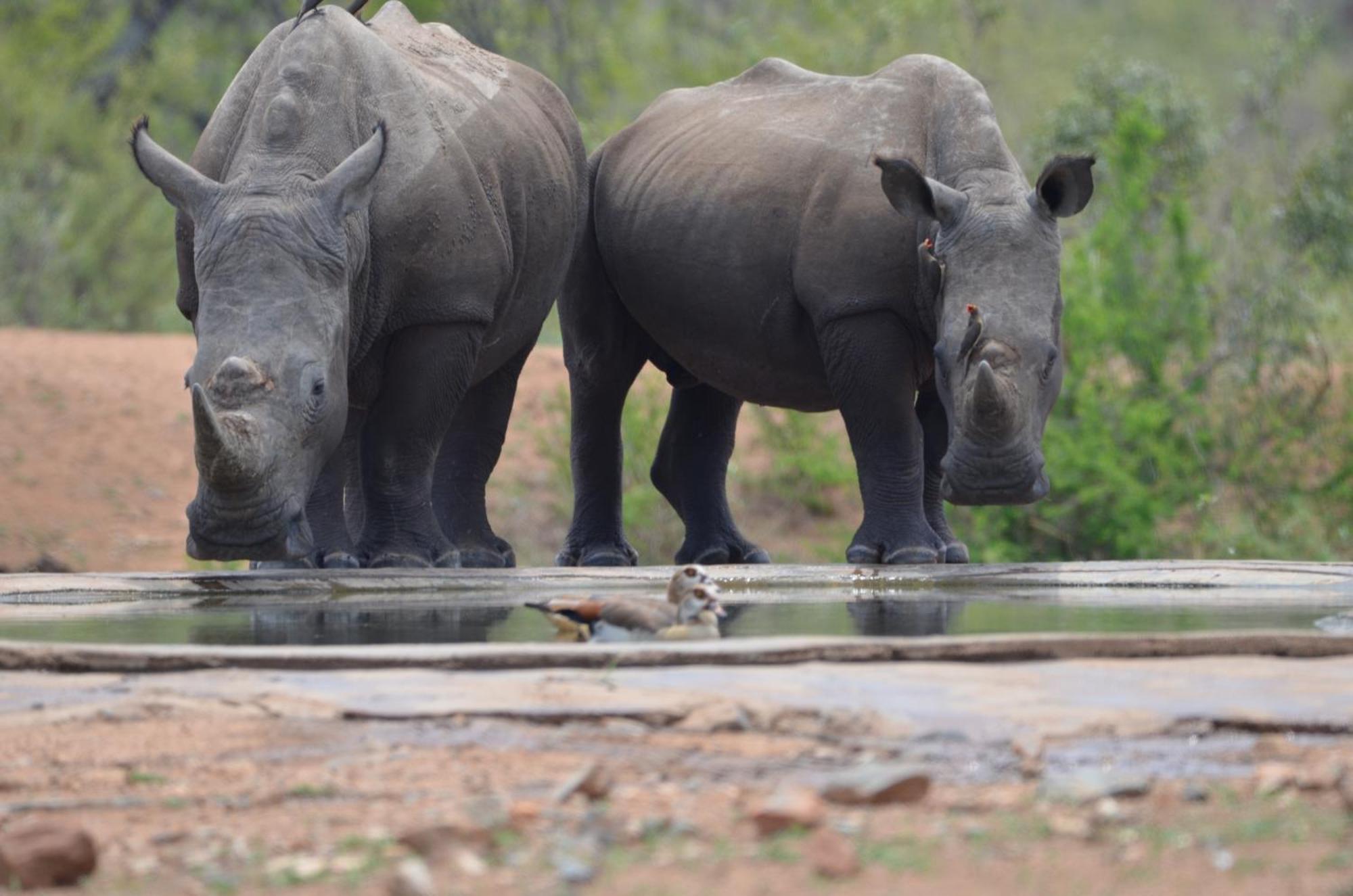 Kholiwe On Kruger Lodge & Safaris Marloth Park Buitenkant foto