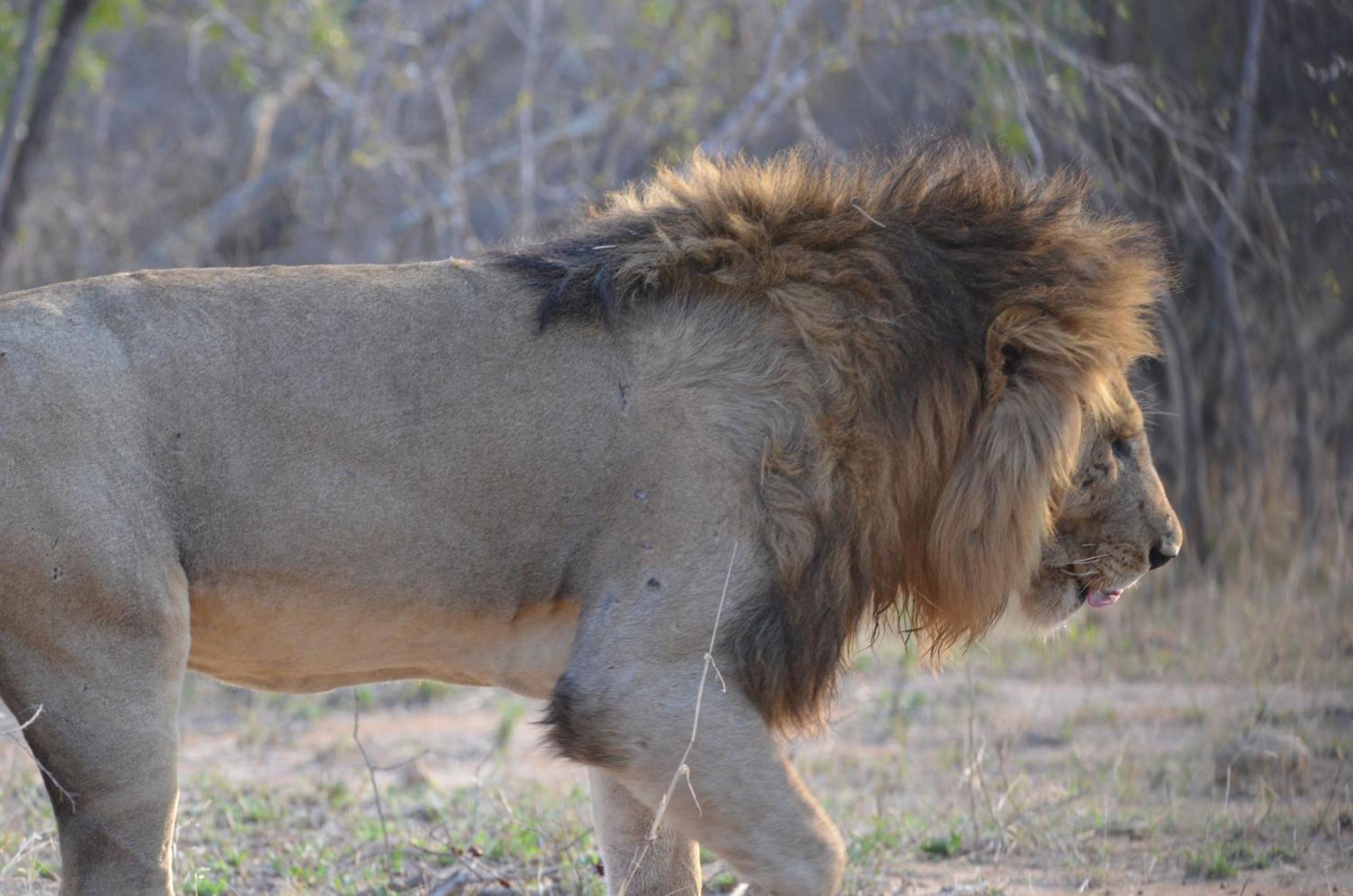 Kholiwe On Kruger Lodge & Safaris Marloth Park Buitenkant foto