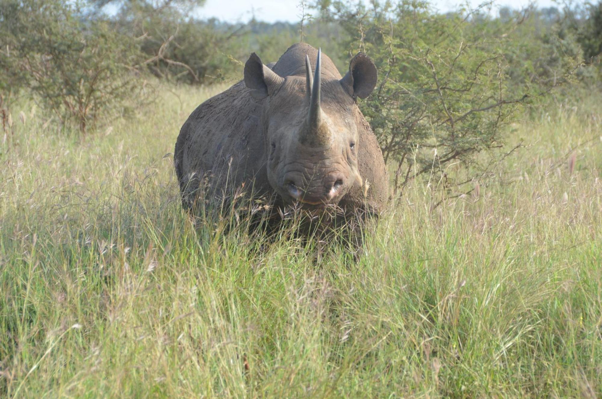 Kholiwe On Kruger Lodge & Safaris Marloth Park Buitenkant foto