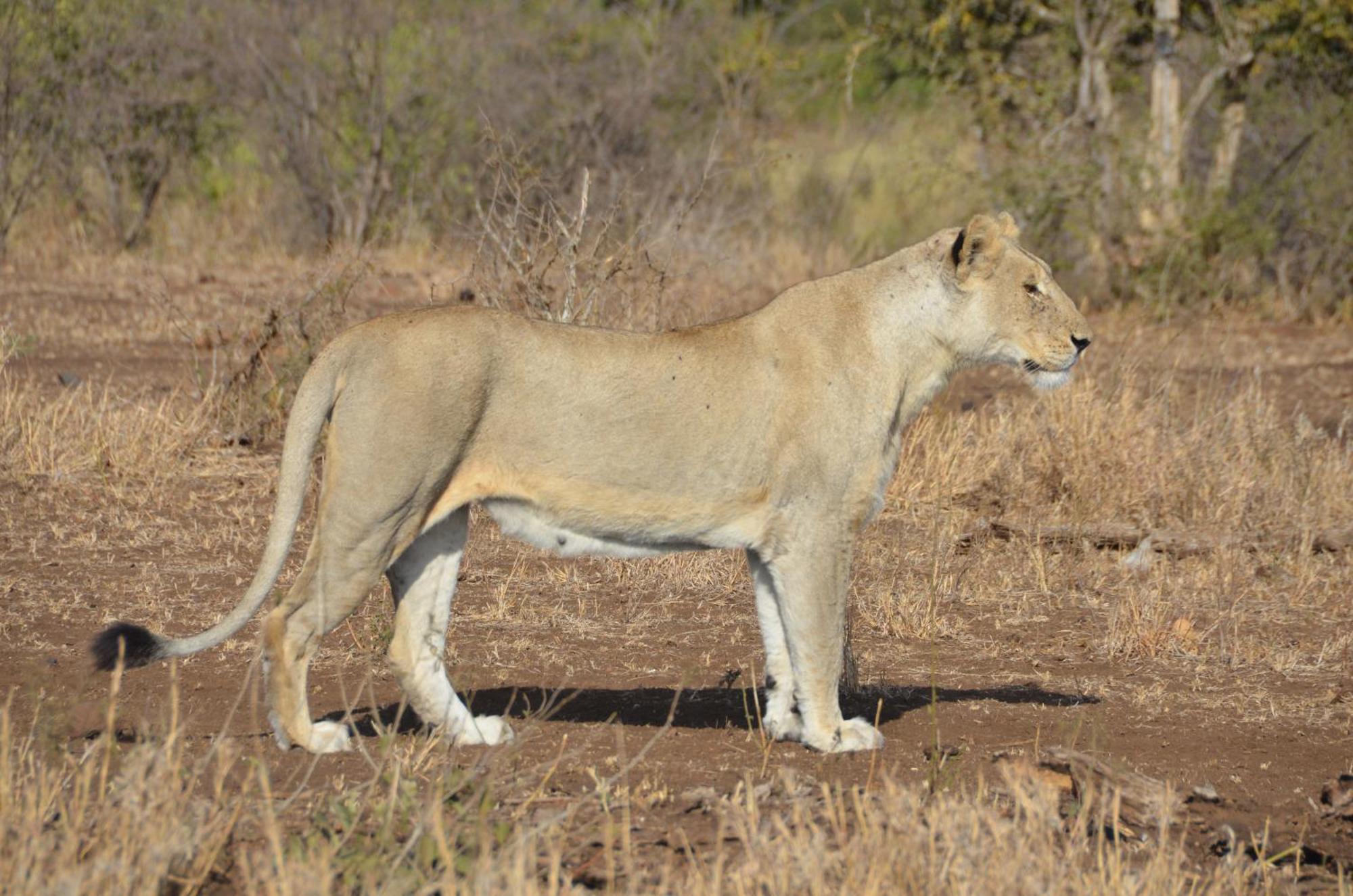 Kholiwe On Kruger Lodge & Safaris Marloth Park Buitenkant foto