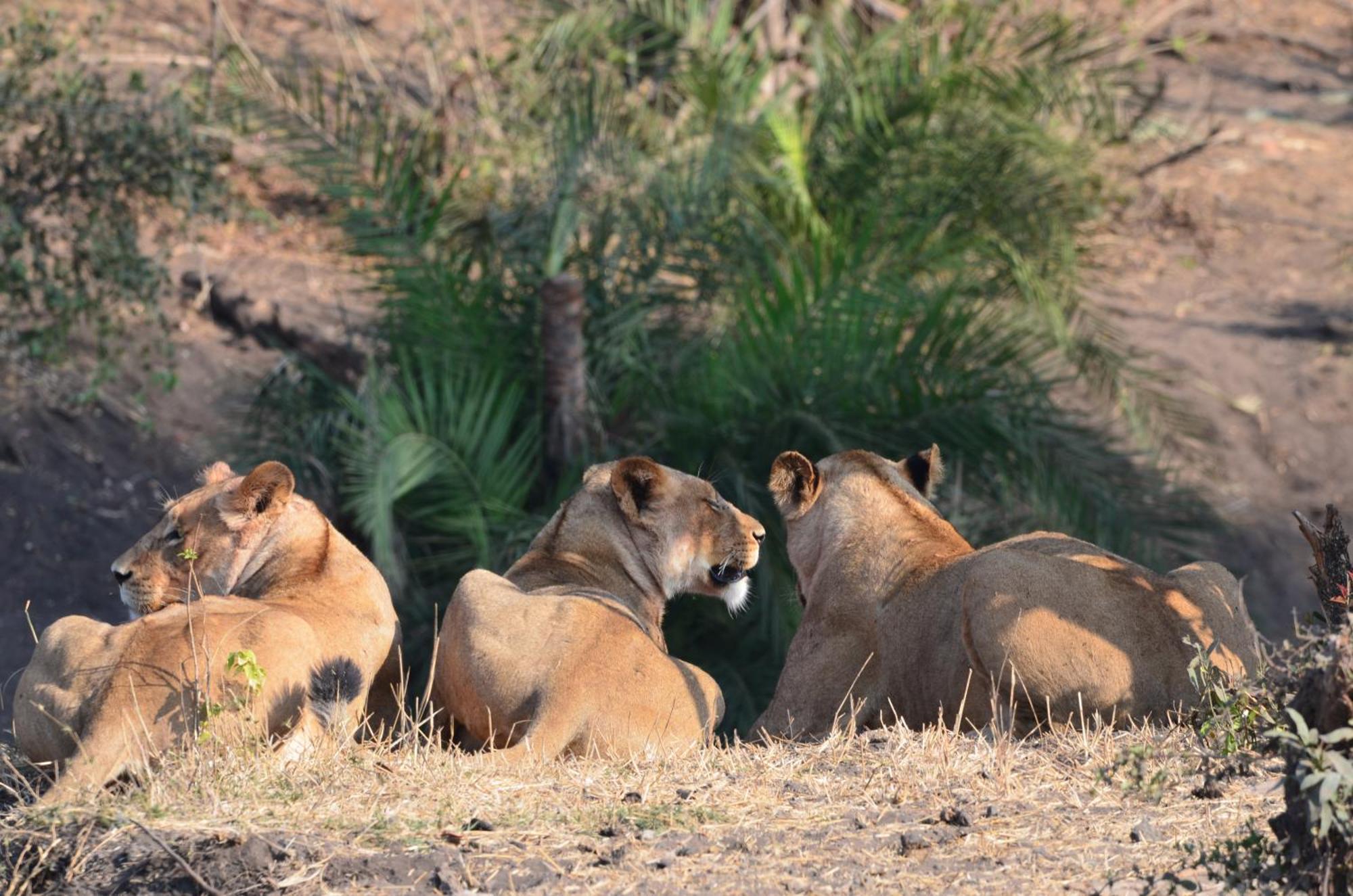 Kholiwe On Kruger Lodge & Safaris Marloth Park Buitenkant foto